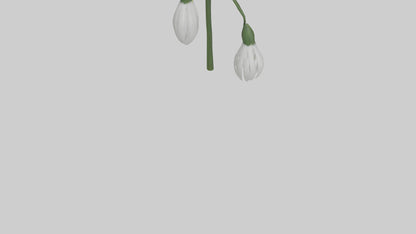 Snowdrop model 3D model