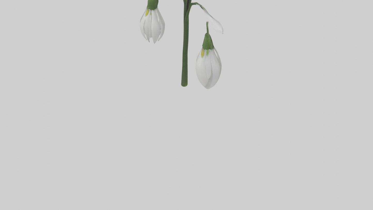 Snowdrop model 3D model