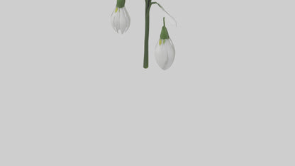 Snowdrop model 3D model