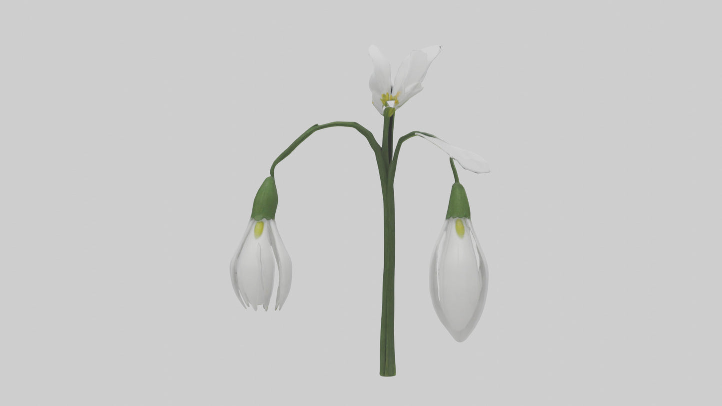 Snowdrop model 3D model