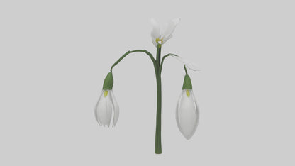 Snowdrop model 3D model