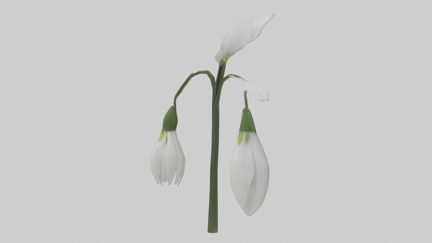 Snowdrop model 3D model