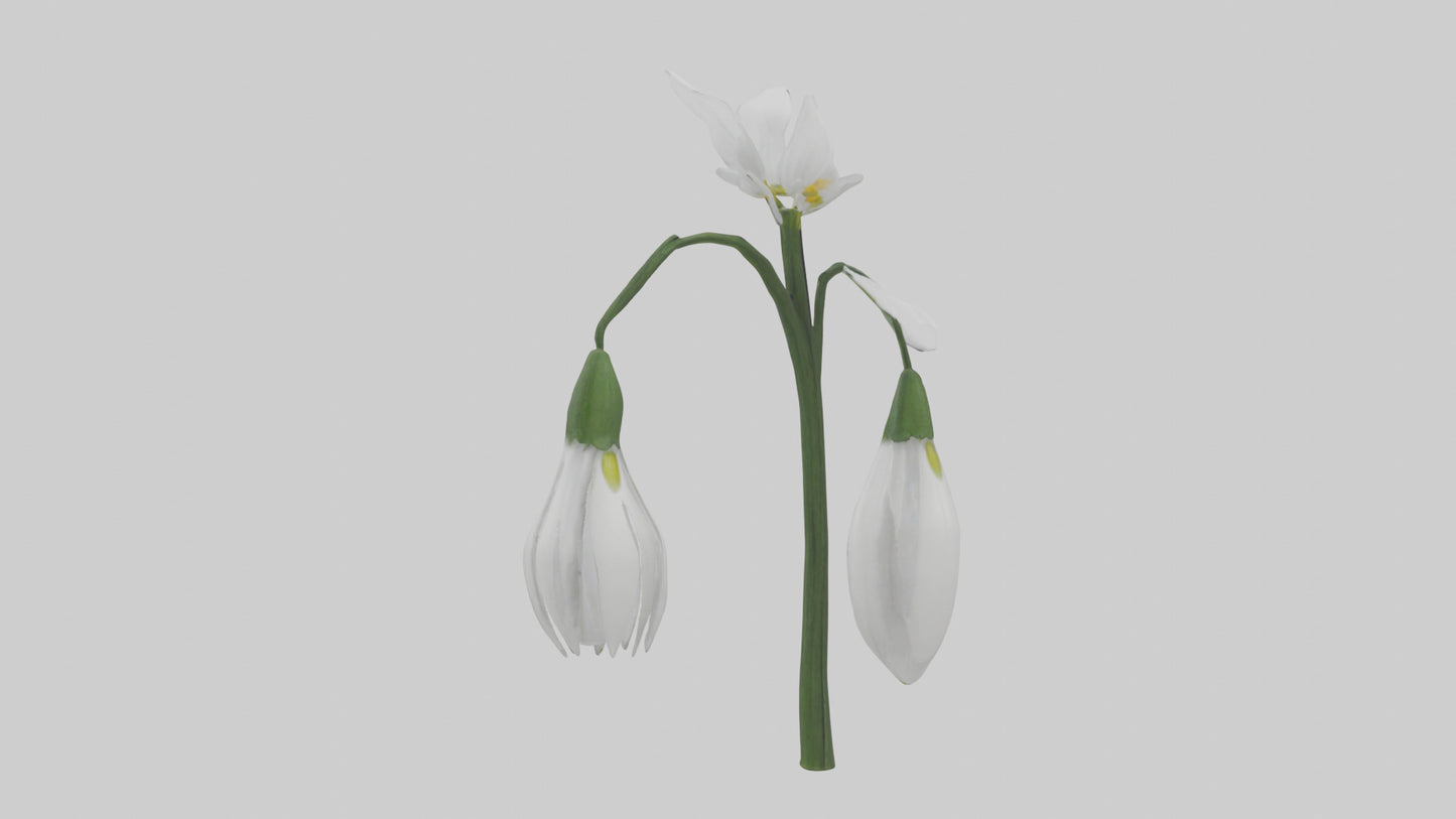 Snowdrop model 3D model
