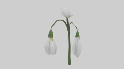 Snowdrop model 3D model