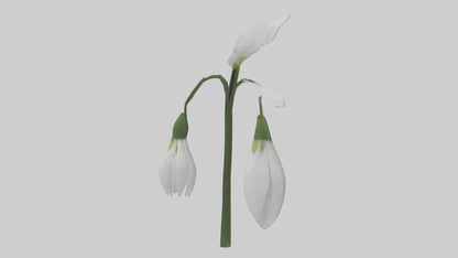 Snowdrop model 3D model