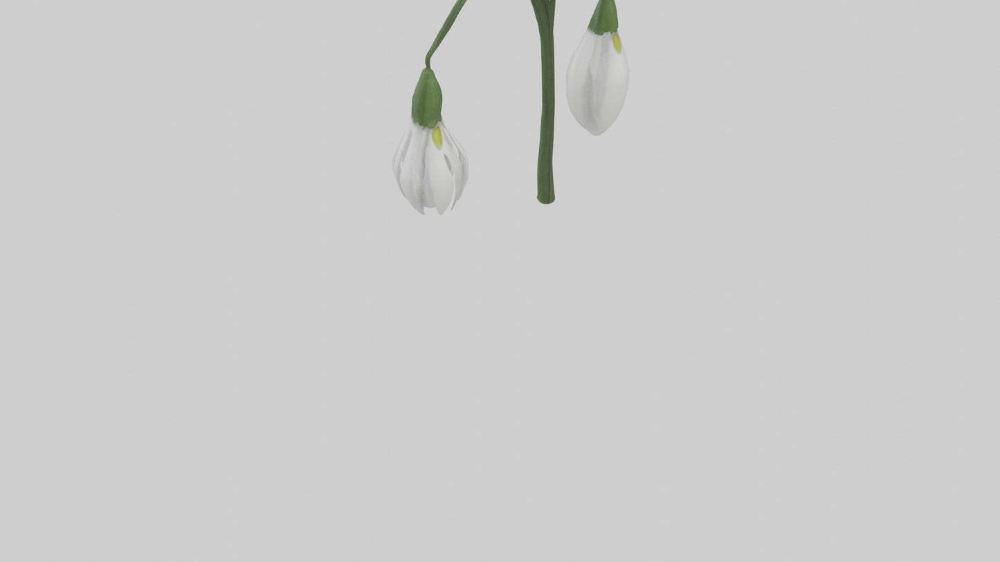 Snowdrop model 3D model