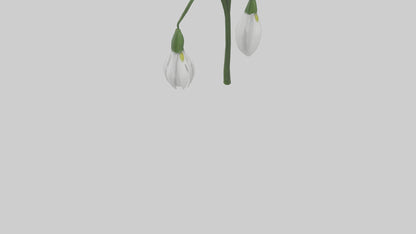 Snowdrop model 3D model