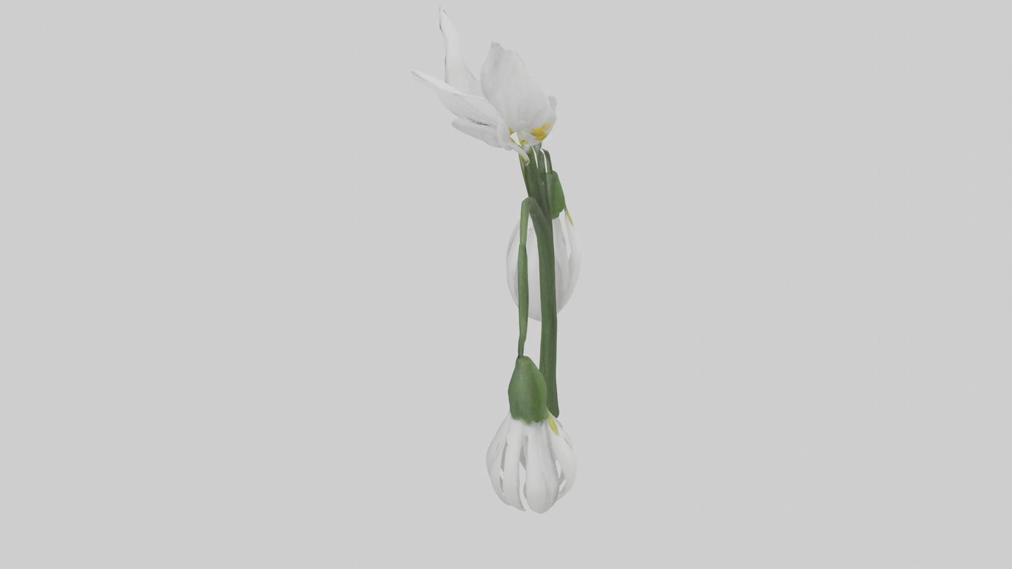 Snowdrop model 3D model