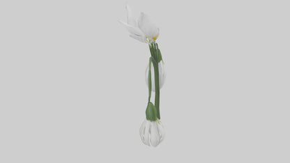 Snowdrop model 3D model
