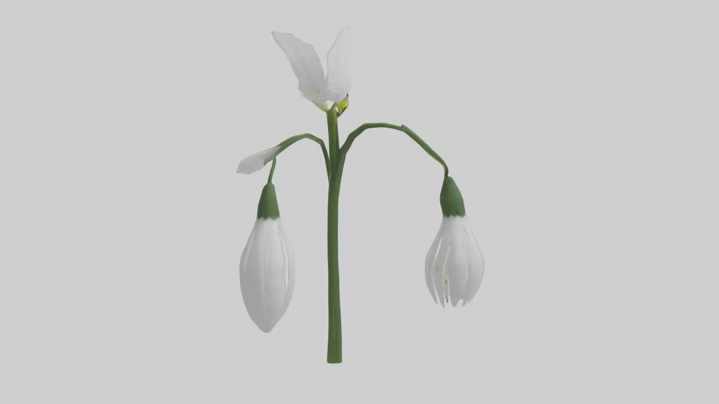 Snowdrop model 3D model