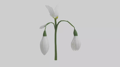 Snowdrop model 3D model