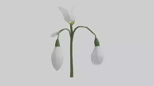 Snowdrop model 3D model