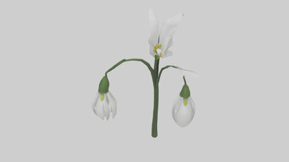 Snowdrop model 3D model
