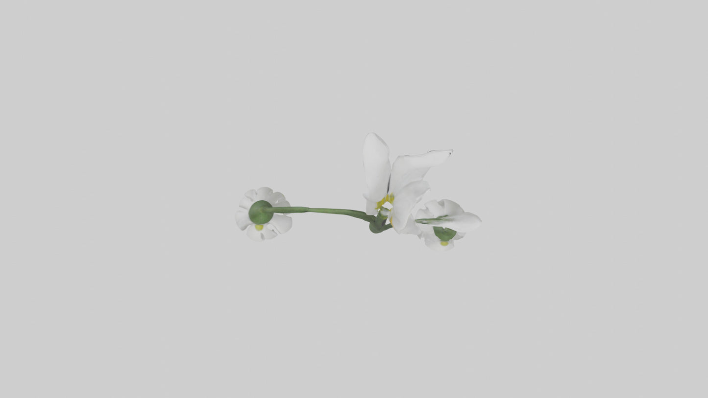 Snowdrop model 3D model