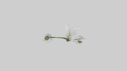 Snowdrop model 3D model