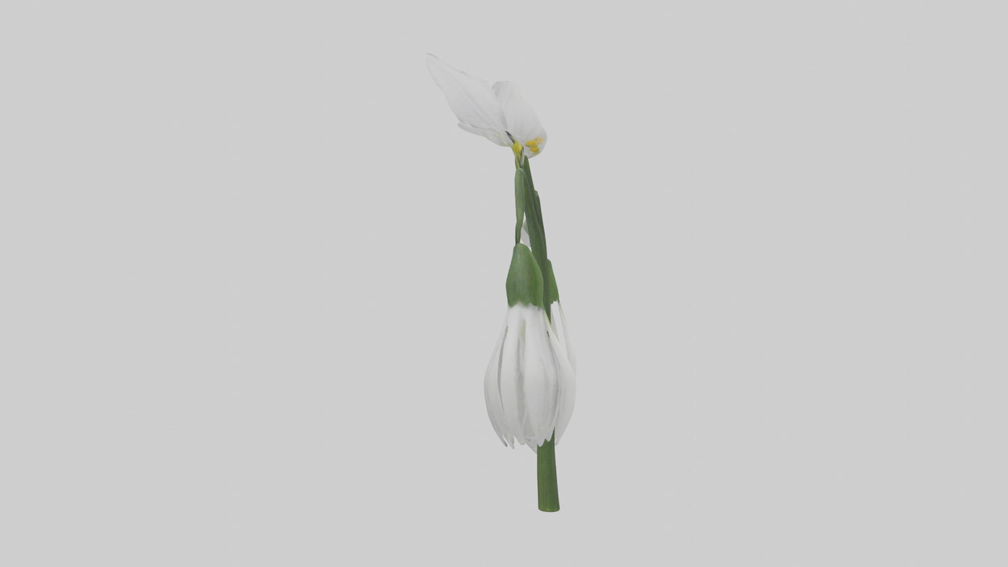 Snowdrop model 3D model