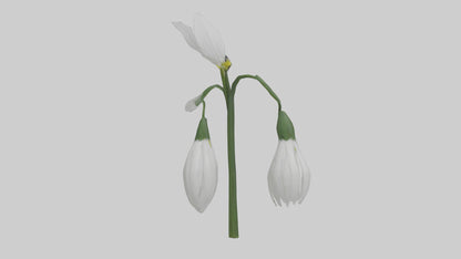 Snowdrop model 3D model