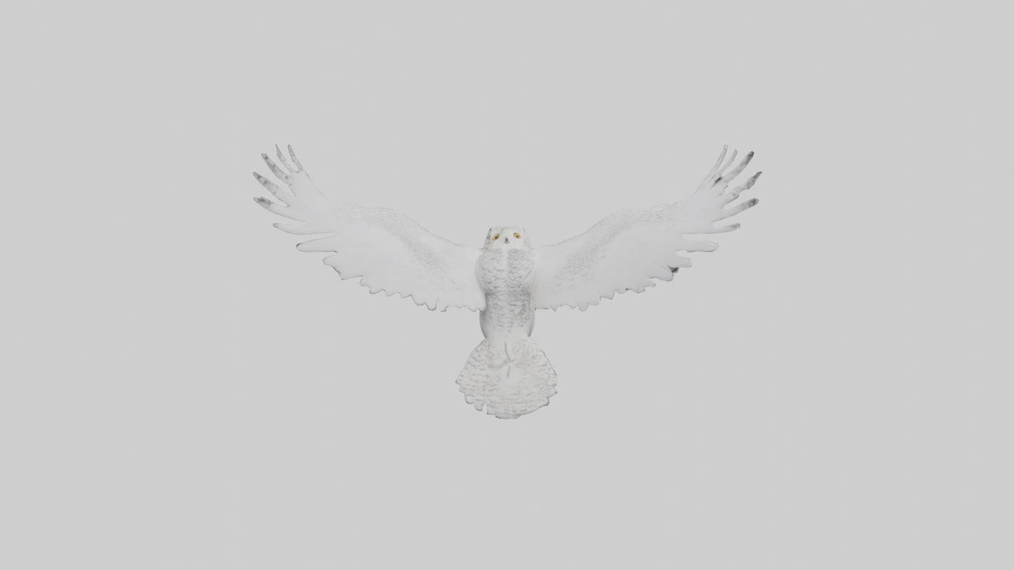 Snowy Owl hunting model 3D model