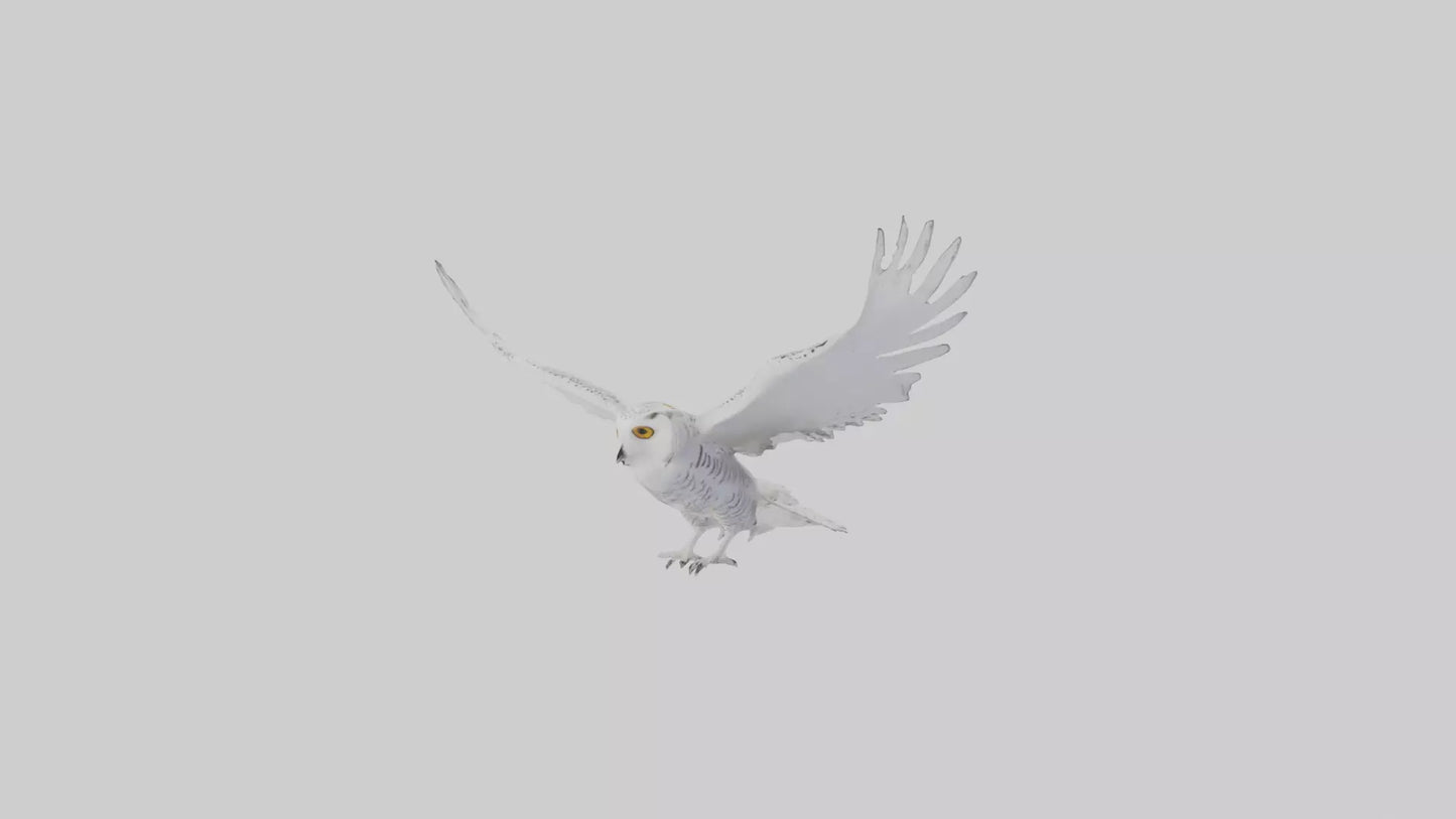 Snowy Owl hunting model 3D model