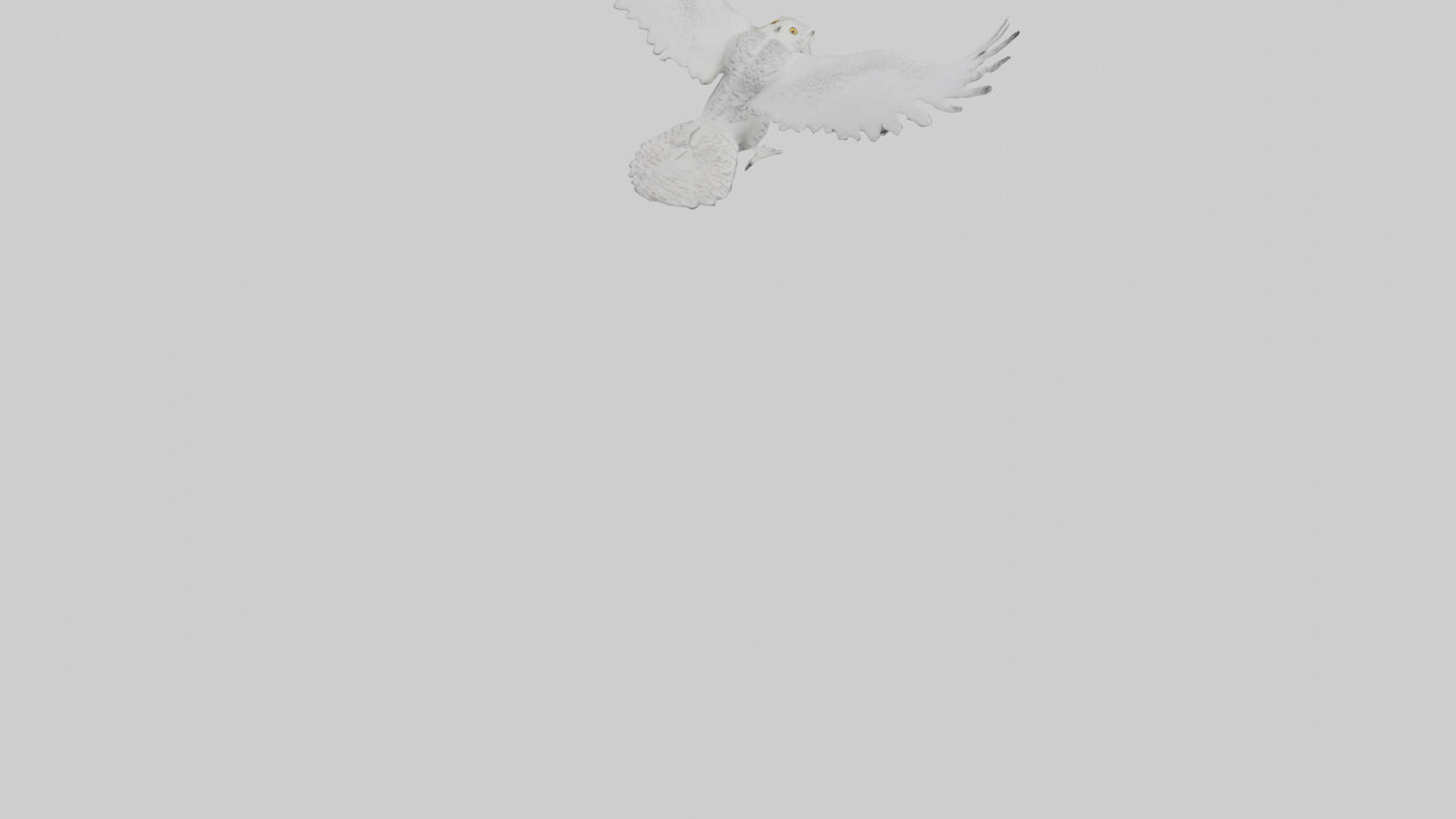 Snowy Owl hunting model 3D model