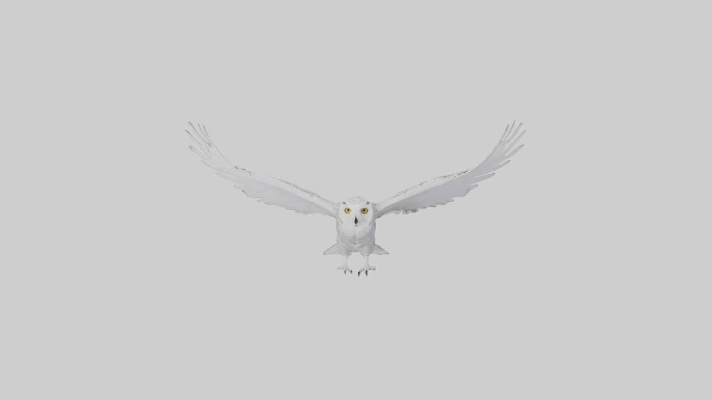 Snowy Owl hunting model 3D model