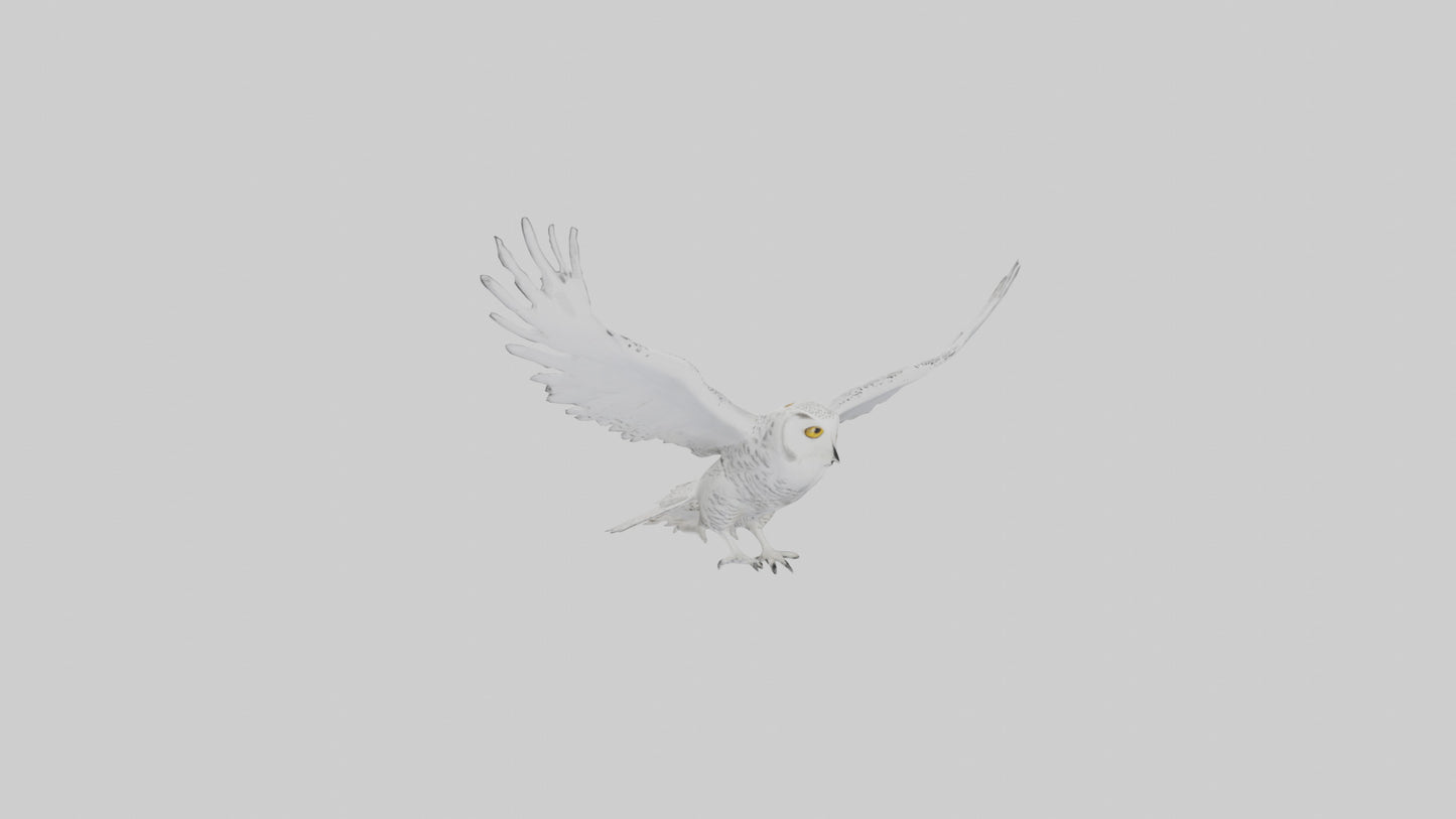 Snowy Owl hunting model 3D model
