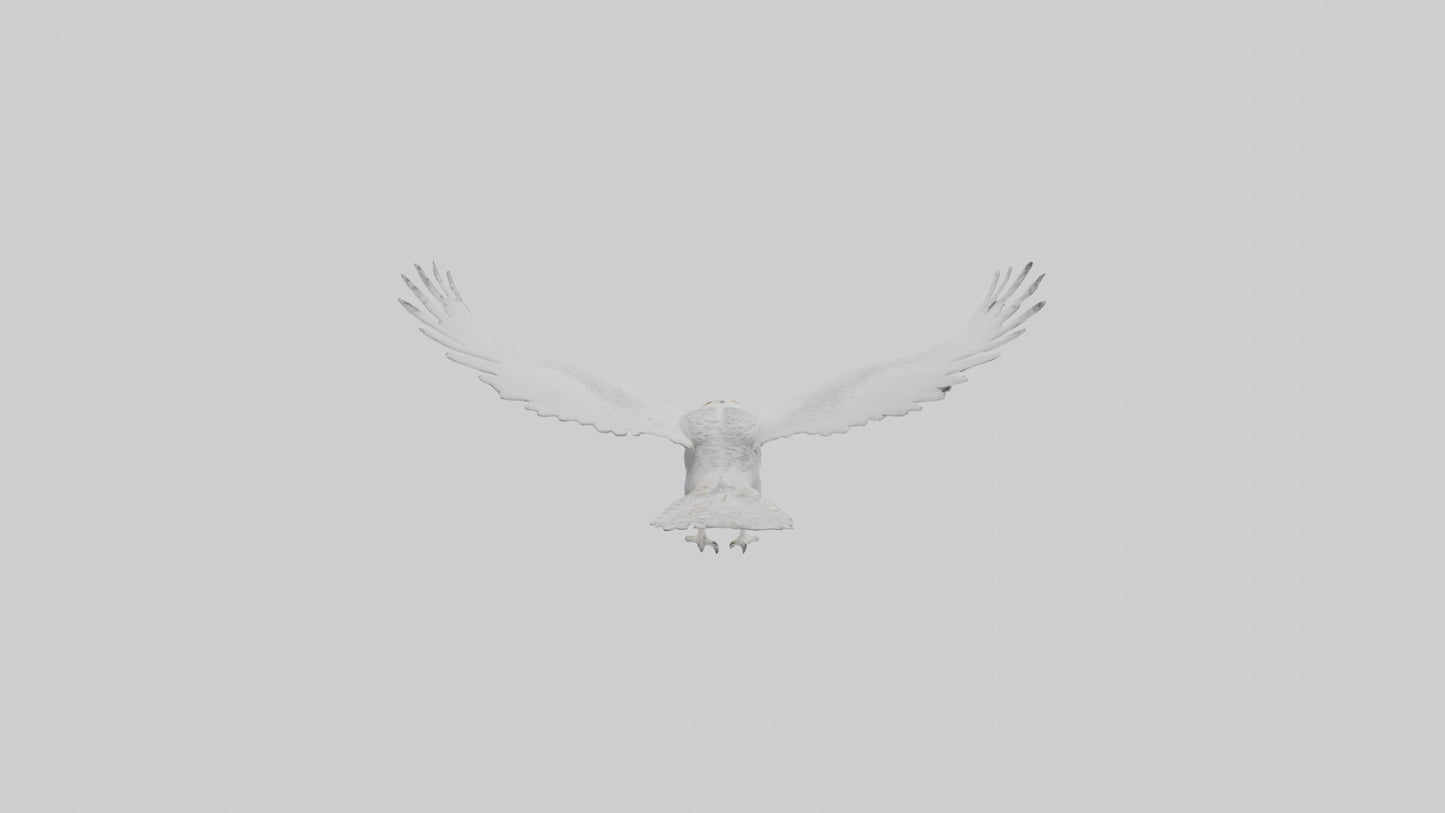 Snowy Owl hunting model 3D model