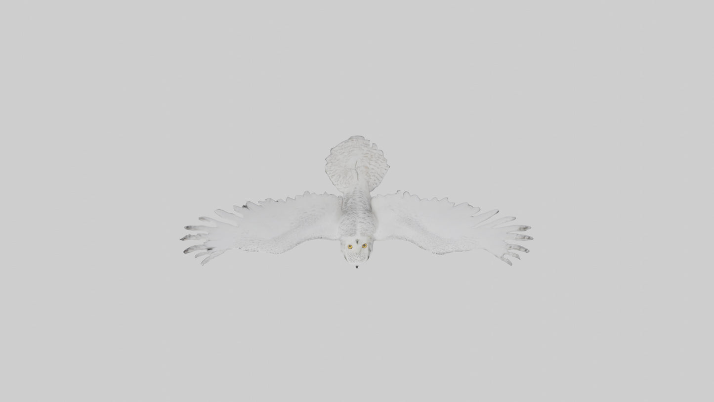 Snowy Owl hunting model 3D model