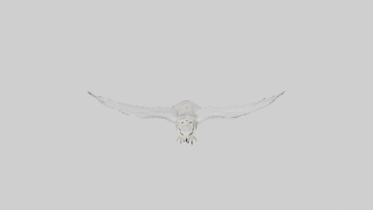 Snowy Owl hunting model 3D model
