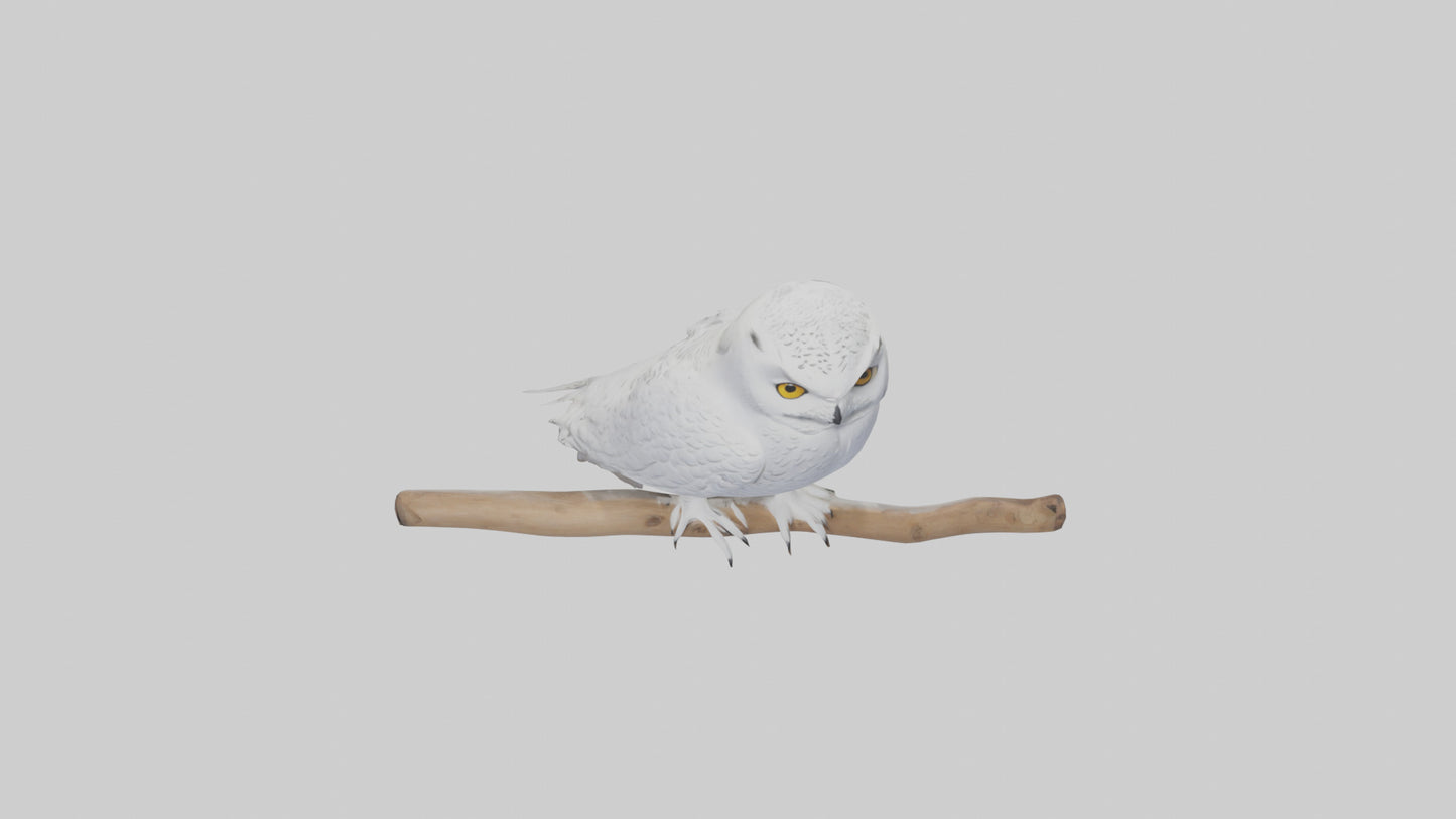 Snowy Owl perched model 3D model