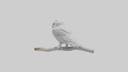Snowy Owl perched model 3D model