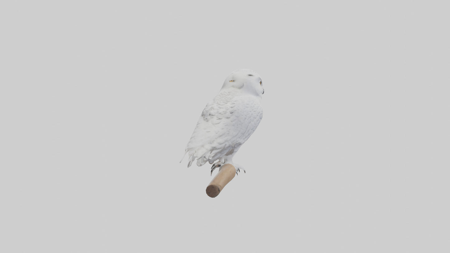 Snowy Owl perched model 3D model