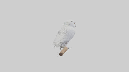 Snowy Owl perched model 3D model