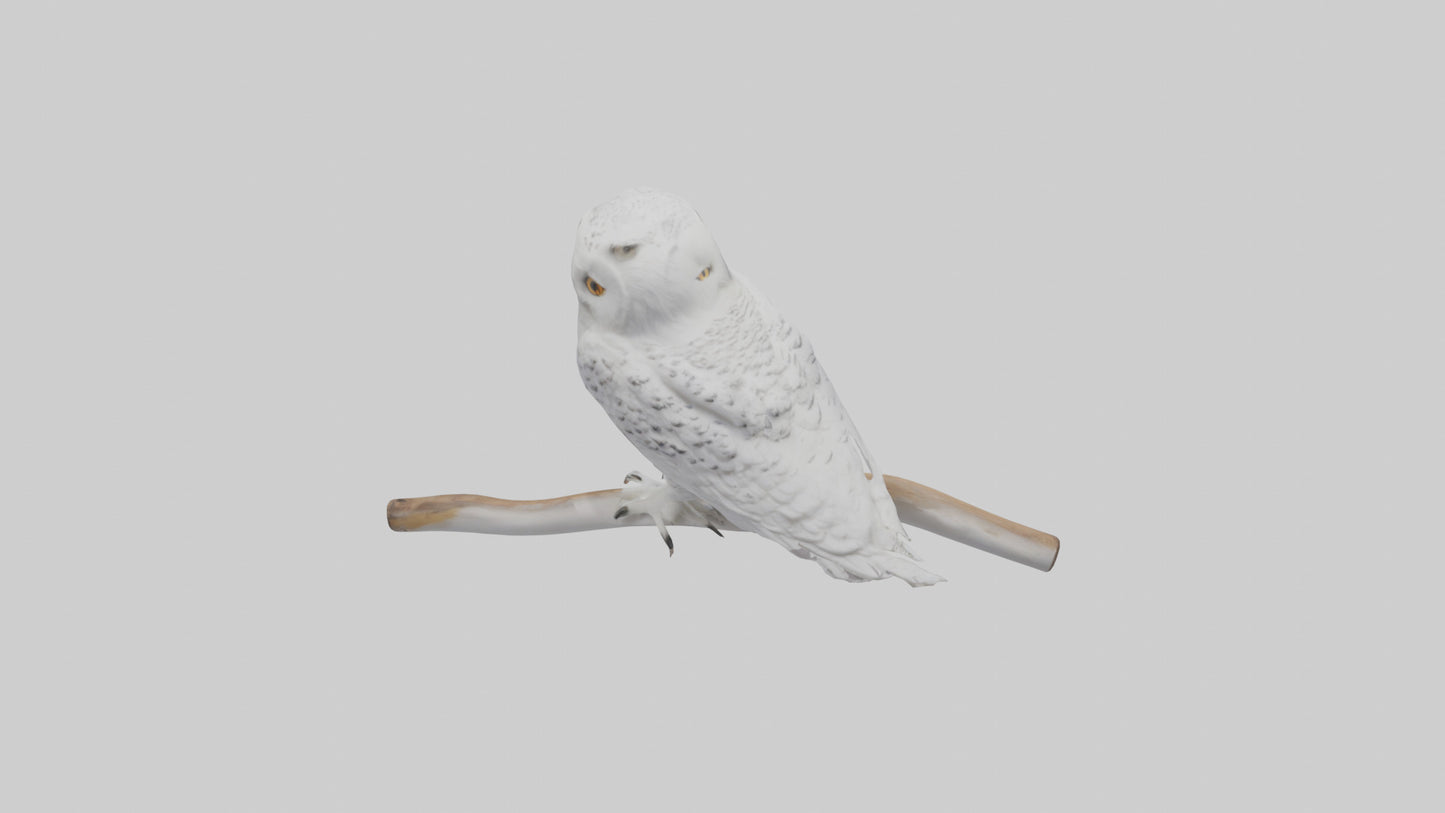 Snowy Owl perched model 3D model