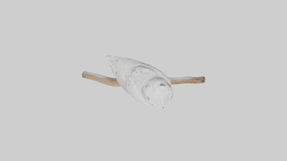 Snowy Owl perched model 3D model