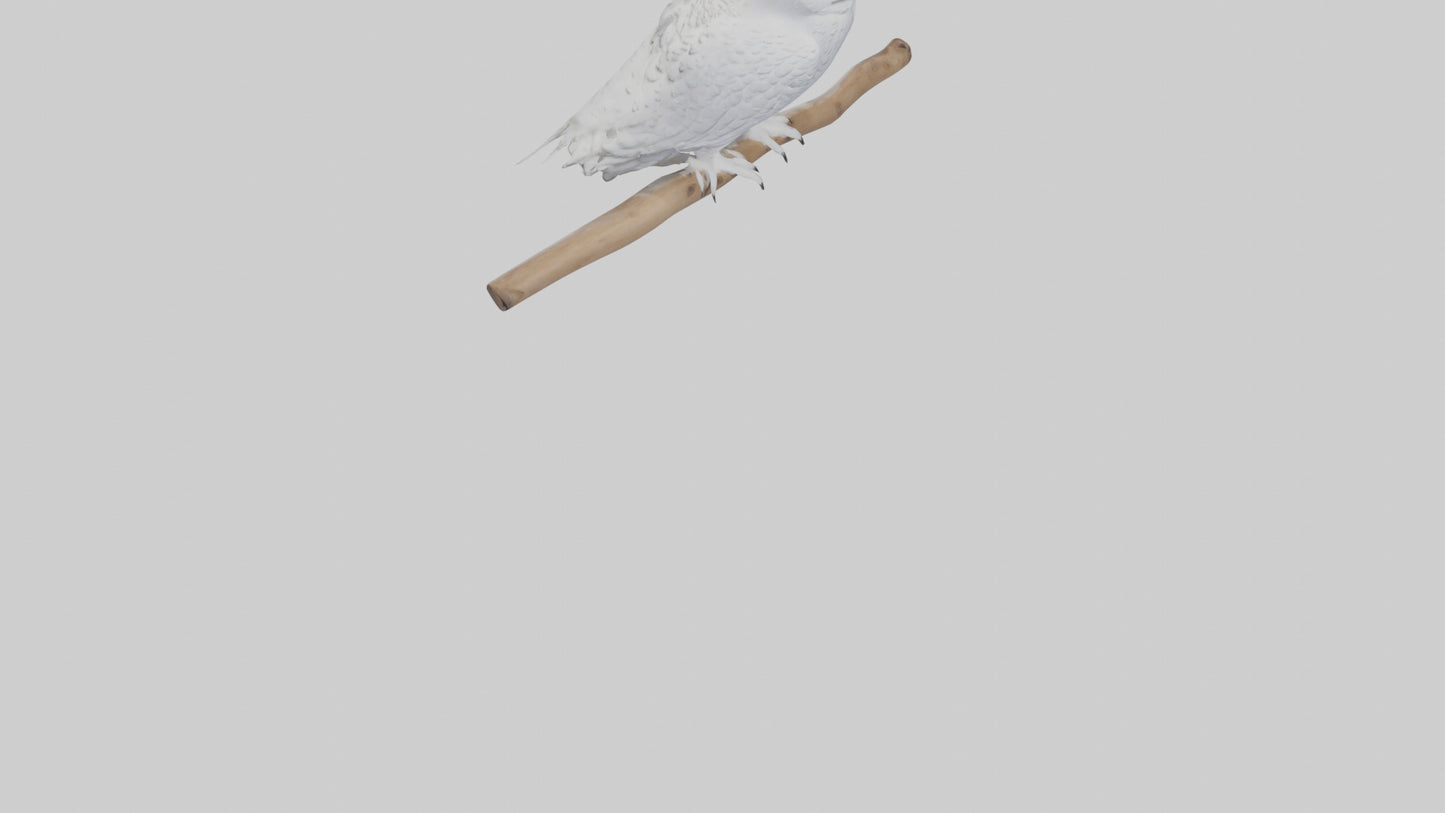 Snowy Owl perched model 3D model