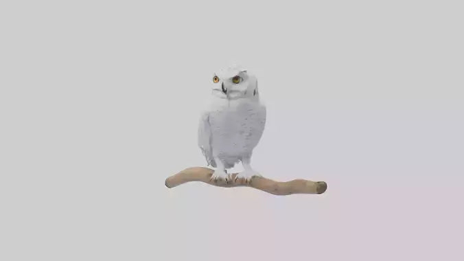 Snowy Owl perched model 3D model