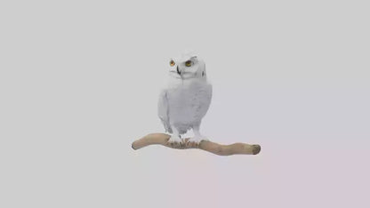 Snowy Owl perched model 3D model