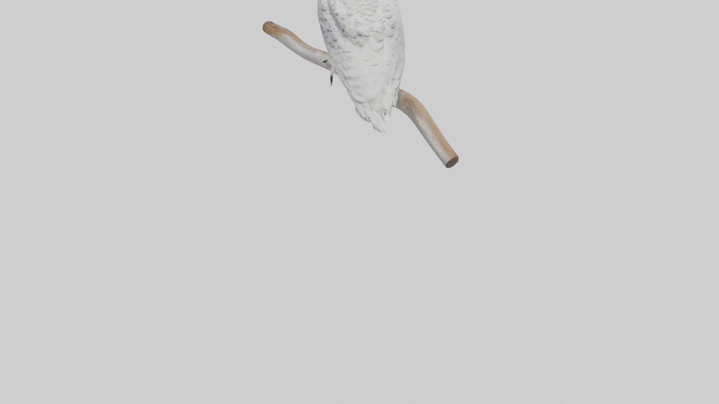Snowy Owl perched model 3D model