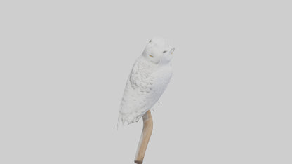 Snowy Owl perched model 3D model