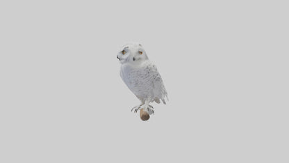 Snowy Owl perched model 3D model