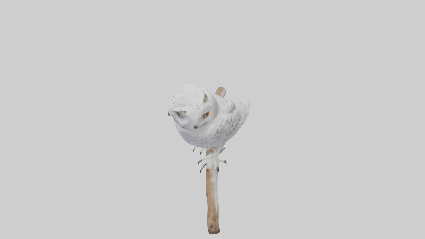 Snowy Owl perched model 3D model