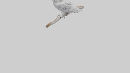 Snowy Owl perched model 3D model