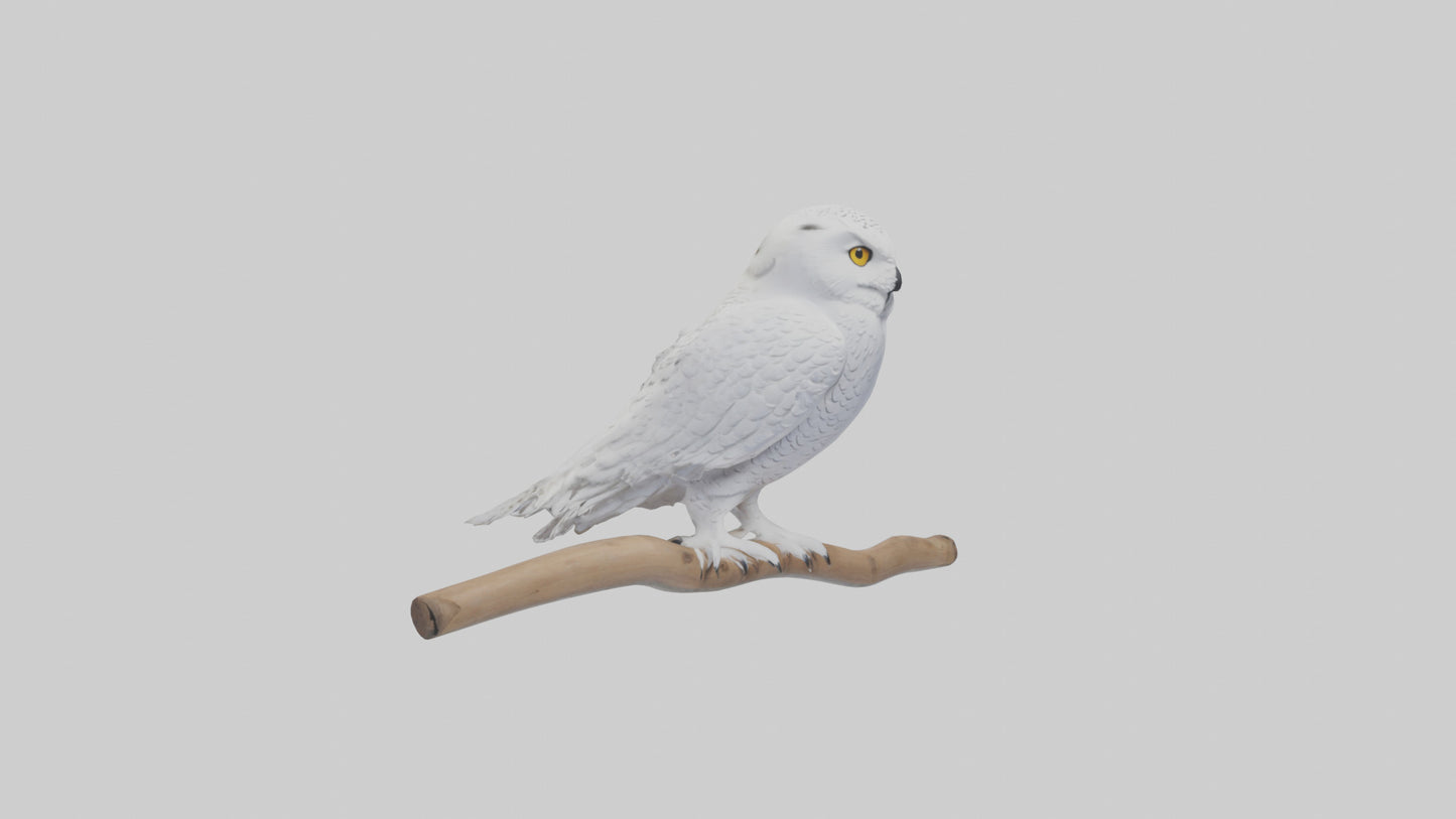 Snowy Owl perched model 3D model