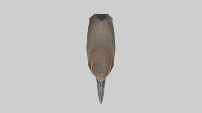 Sparrow Beak 3D model