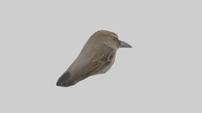 Sparrow Beak 3D model