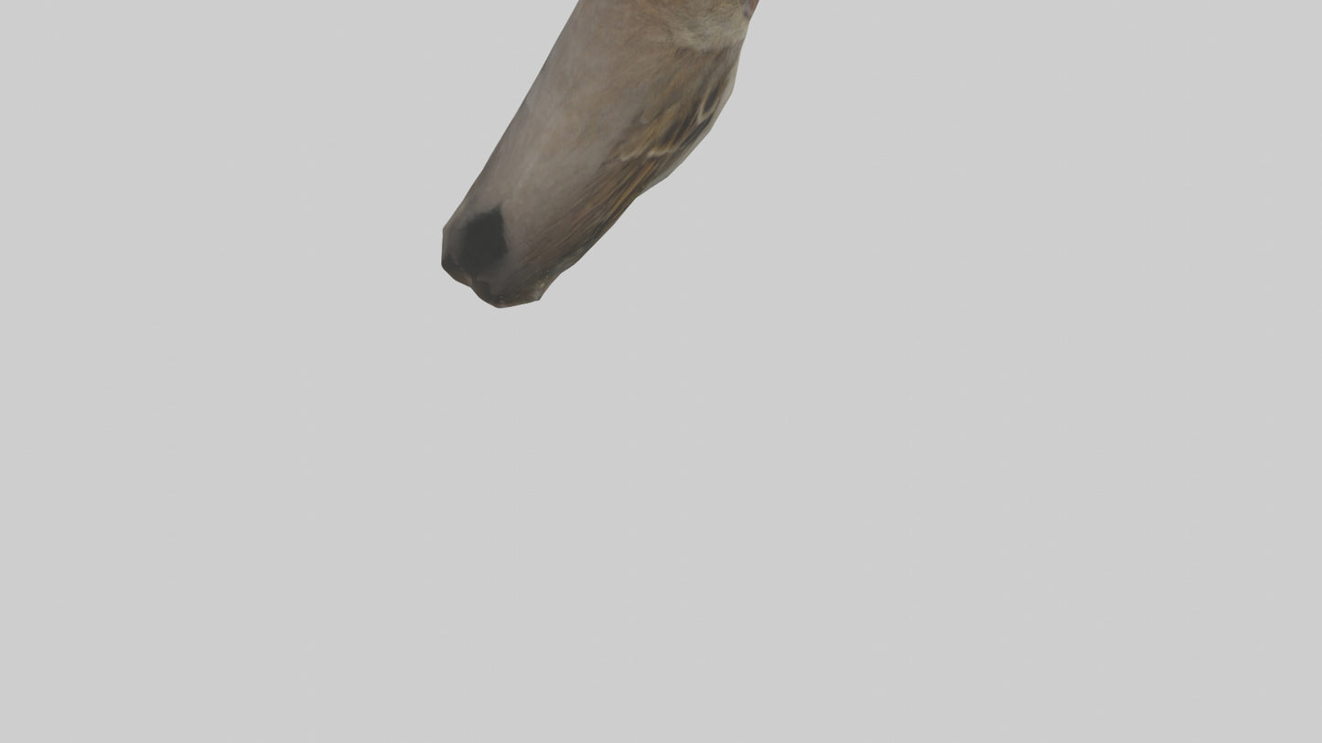 Sparrow Beak 3D model