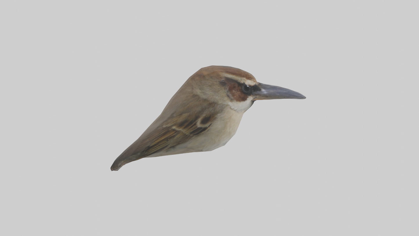 Sparrow Beak 3D model