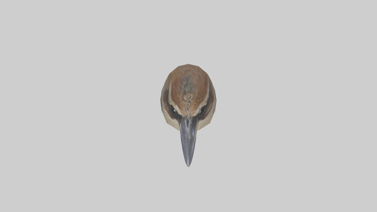 Sparrow Beak 3D model