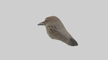 Sparrow Beak 3D model